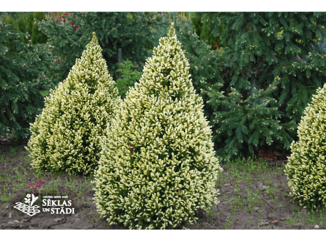 Picea glauca   'Daisy's White'